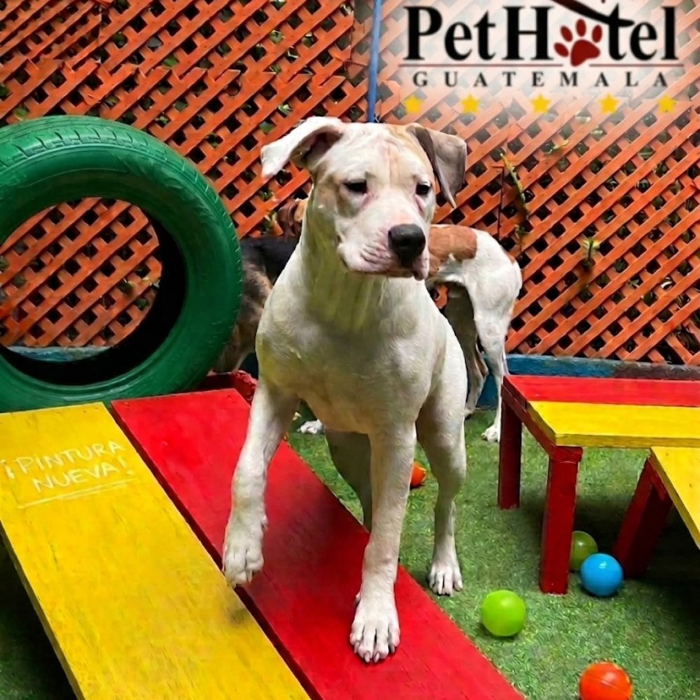 Perro en el área de juego de Pet Hotel Guatemala con rampas de colores y pelotas Perro en el área de juego de Pet Hotel Guatemala con rampas de colores y pelotas