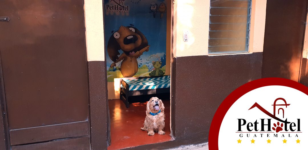 Hotel para mascotas en Guatemala pet hotel guatemala